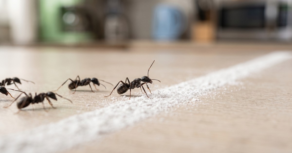 アリがチョーク線を避ける科学的理由：誤解されがちな行動メカニズムを解説